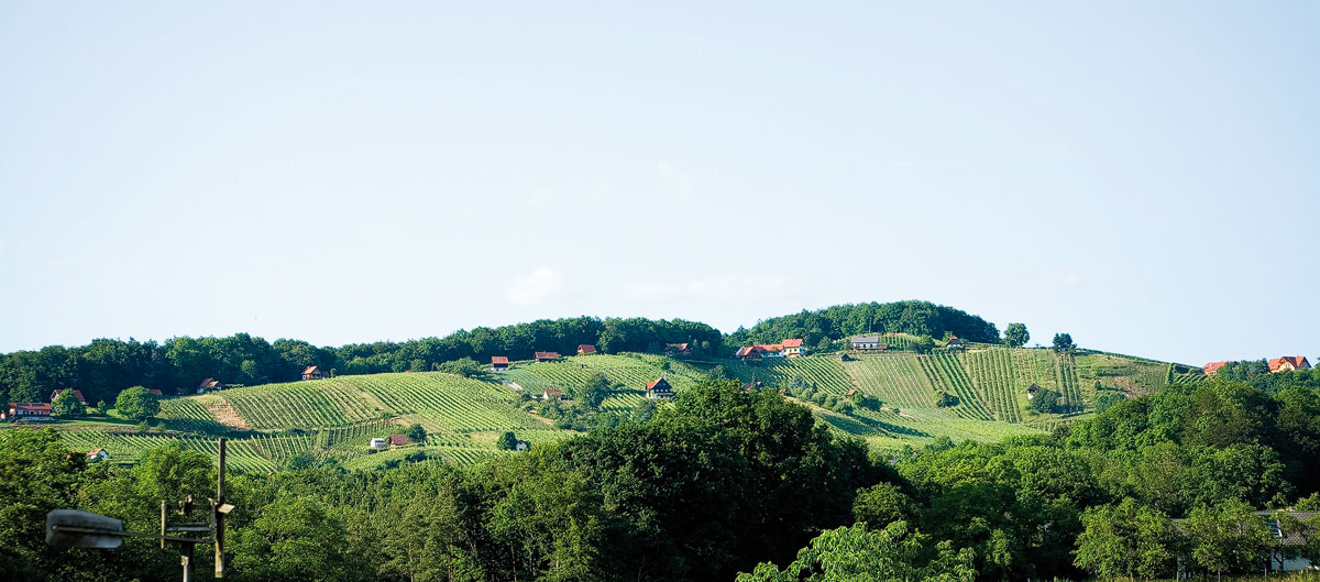 Sonne und Keller - Weingarten-Panorama